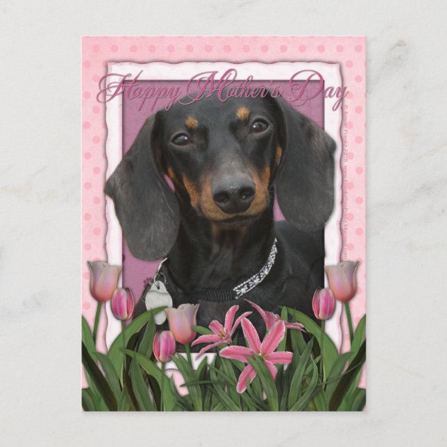 Cartão Postal Dia de as mães - Tulipas Rosa - Dachshund - Winsto (Frente)