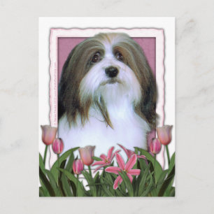 Cartão Postal Dia de as mães - Tulipas Rosa - Havanês