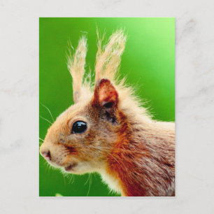 Cartão Postal Dia de cabelo ruim esquilo