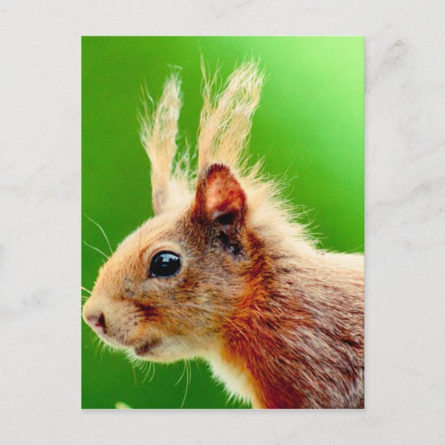 Cartão Postal Dia de cabelo ruim esquilo (Frente)