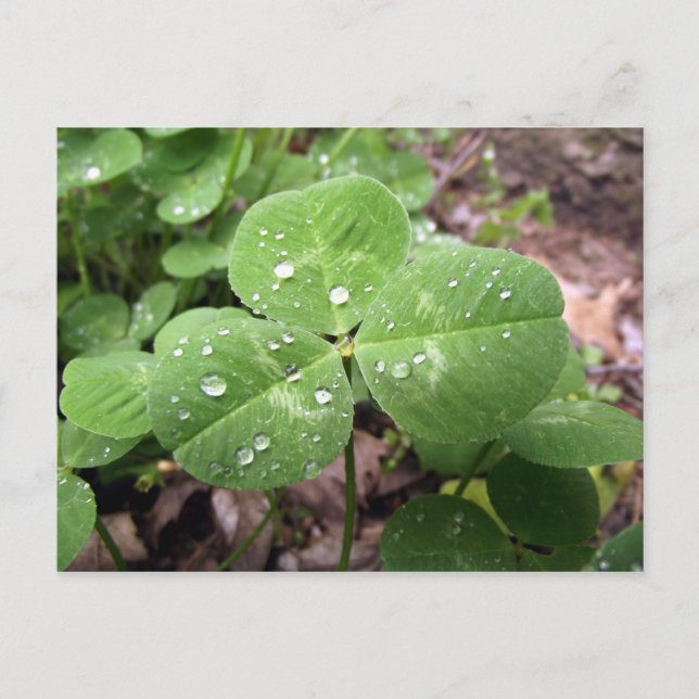 Cartão Postal Dia de São Patrício Shamrock (Frente)