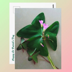 Cartão Postal Dia de São Patrício Trevos Verdes Flores Rosas