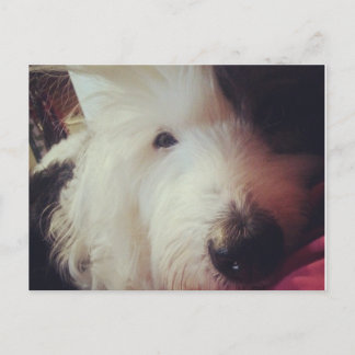 Cartão Postal Dia do Cabelo Mau!