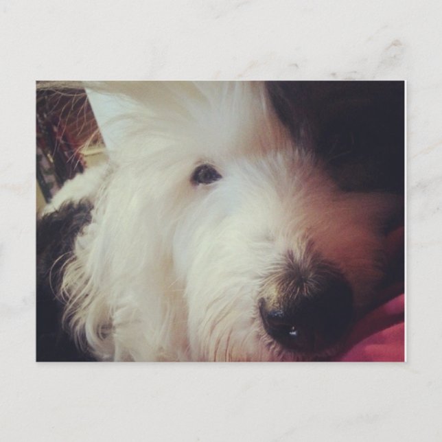 Cartão Postal Dia do Cabelo Mau! (Frente)