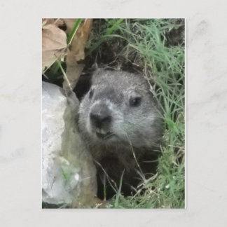 Cartão Postal Dia do Groundhog
