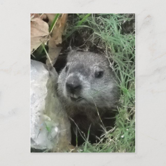 Cartão Postal Dia do Groundhog (Frente)