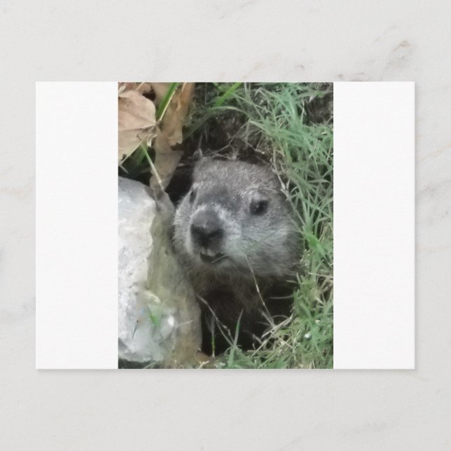 Cartão Postal Dia do Groundhog (Frente)
