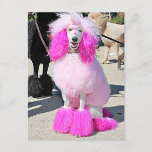 Cartão Postal Dia do Poodle 2016 - Barnes - Poodle Padrão Rosa