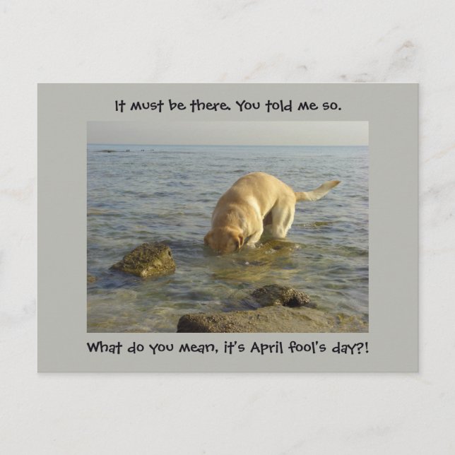 Cartão Postal Dia do tolo de abril - Goofy Labrador (Frente)