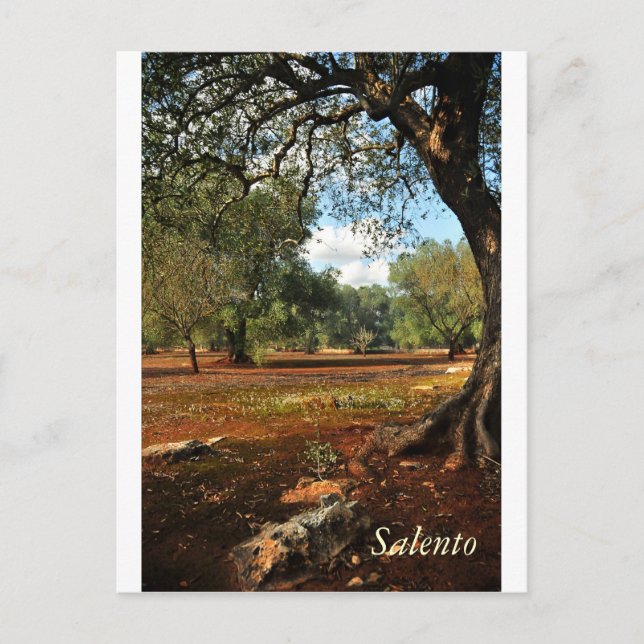 Cartão Postal Dia ensolarado no jardim da oliveira (Frente)