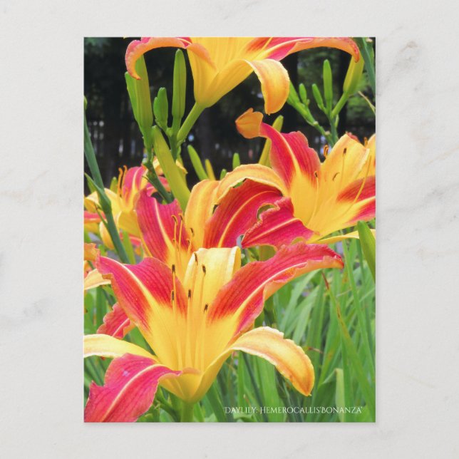 Cartão Postal Dia: Hemerocallis"Bonanza" [Cartão postal] (Frente)
