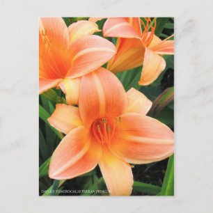 Cartão Postal Dia: Hemerocallis"Princesa Persa" [Cartão postal]
