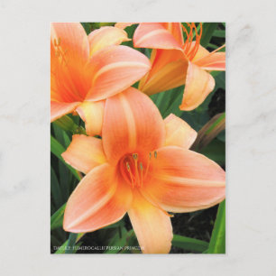 Cartão Postal Dia: Hemerocallis"Princesa Persa" [Cartão postal]