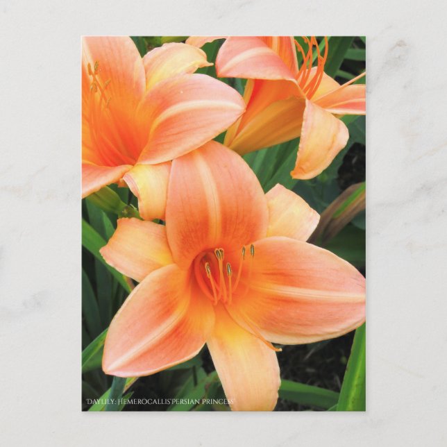 Cartão Postal Dia: Hemerocallis"Princesa Persa" [Cartão postal] (Frente)