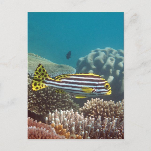 Cartão Postal Diagonal Banded Sweetlip (Plectorhinchus lineatus) (Frente)