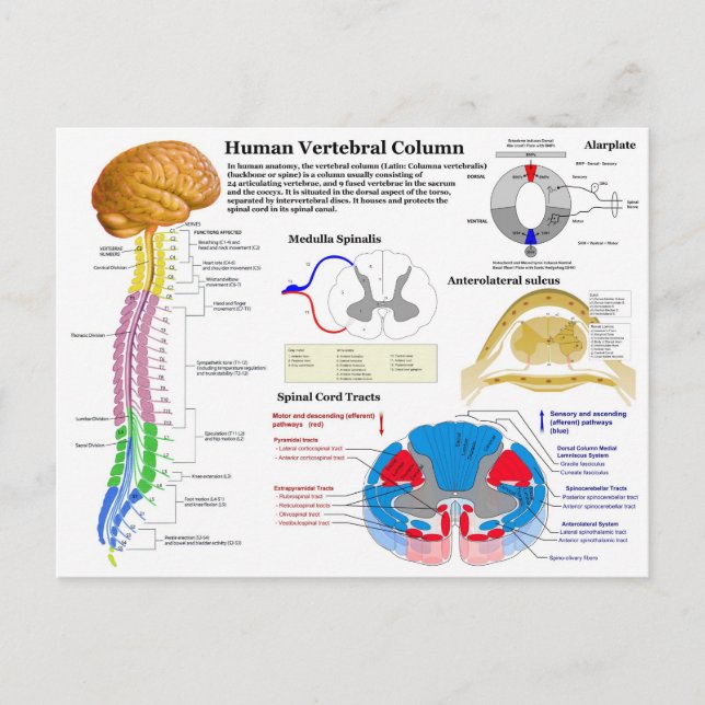 Cartão Postal Diagrama da Coluna Vertebral Humana (Frente)