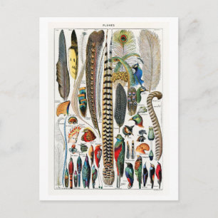 Cartão Postal Diagrama de Vintagem das Plumas/Penas