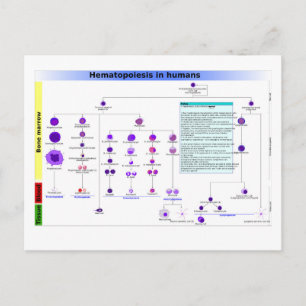 Cartão Postal Diagrama Hematopoese em Células Tronco Humanos