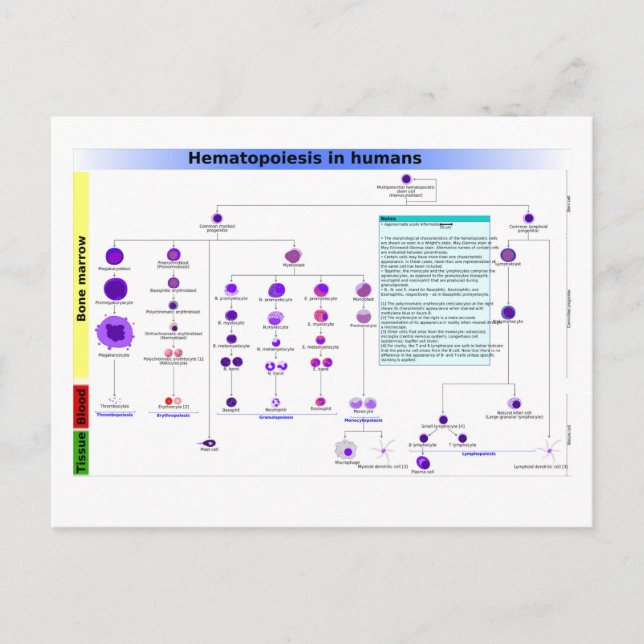 Cartão Postal Diagrama Hematopoese em Células Tronco Humanos (Frente)