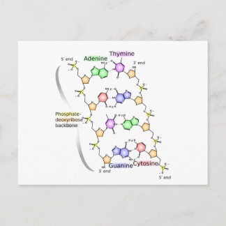 Cartão Postal Diagrama postal da estrutura química do ADN