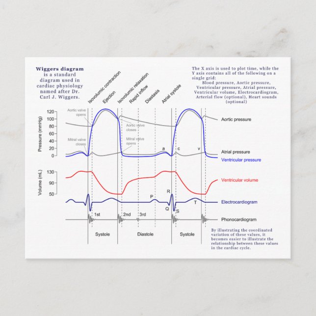 Cartão Postal Diagrama Wiggers (Frente)