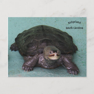 Cartão Postal Diamond Back Terrapin