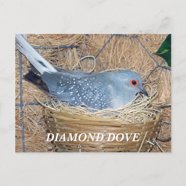 CARTÃO POSTAL DIAMOND DOVE ON NEST POSTCARD (Frente)