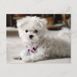 Cartão Postal Dianteiro!