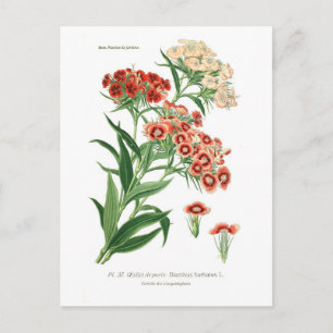 Cartão Postal Dianthus barbatus (Doce William)