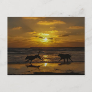 Cartão Postal Dias de Cachorro do Verão