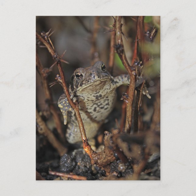 Cartão Postal Dicas para Baixo (Frente)