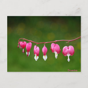 Cartão Postal Dicentra - Cartaz Floral em Forma De Coração Ros