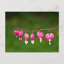 Cartão Postal Dicentra - Cartaz Floral em Forma De Coração Rosa
