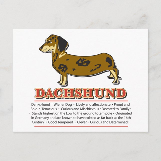 Cartão Postal Dicionário Dachshund (Frente)