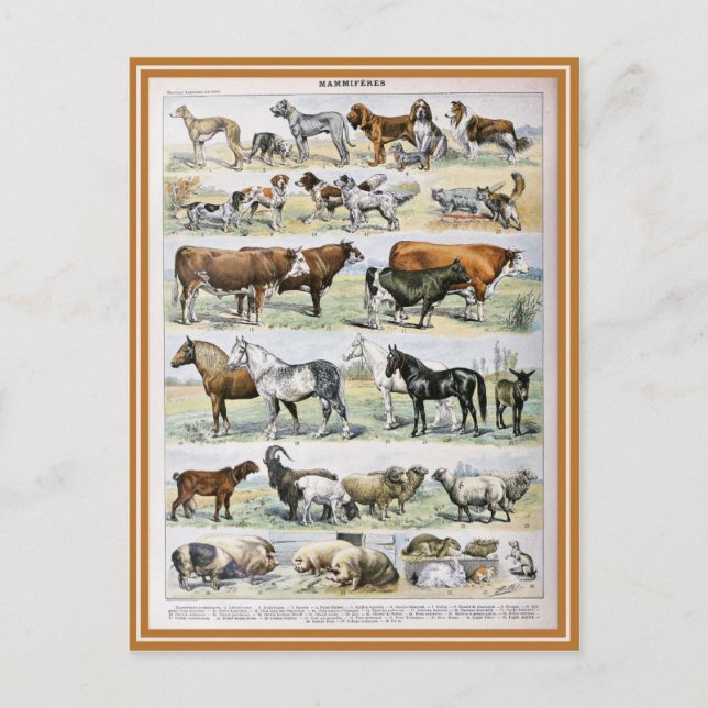 Cartão Postal Dicionário de ilustração de mamíferos (Frente)