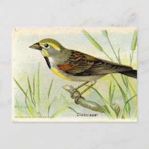Cartão Postal Dickcissel