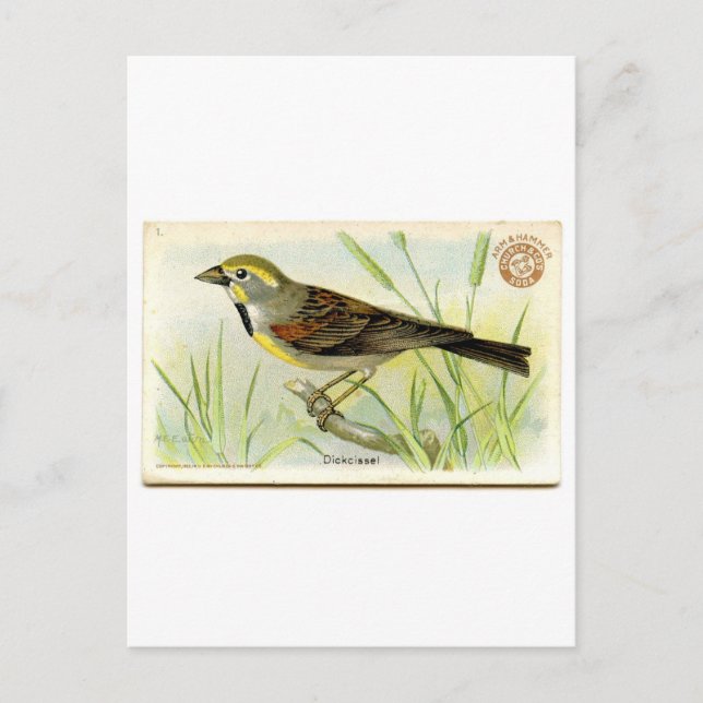 Cartão Postal Dickcissel (Frente)