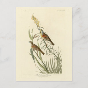 Cartão Postal Dickcissel das Aves da América de Audubon