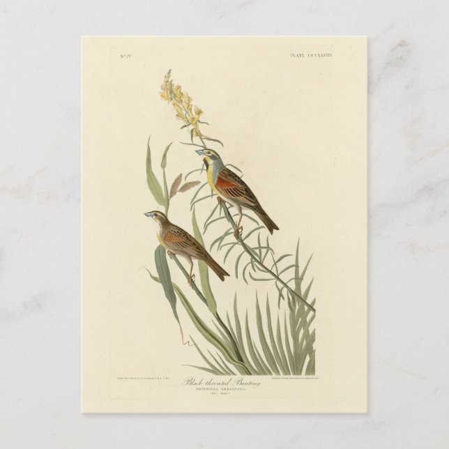 Cartão Postal Dickcissel das Aves da América de Audubon (Frente)