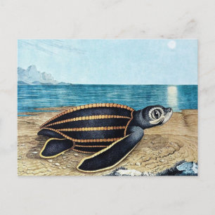 Cartão Postal Die Seeschild kröte ou The Sea Turtle (1867)