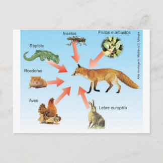 Cartão Postal dietaraposa11 esquema didático dieta da raposa