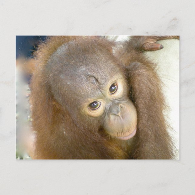 Cartão Postal Diga Não à Crueldade (Frente)