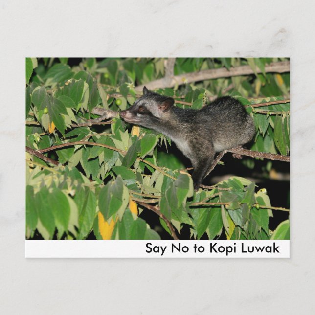 Cartão postal Diga Não ao Kopi Luwak (Frente)