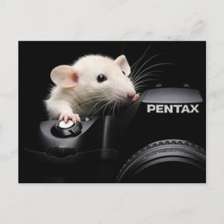 Cartão Postal Diga queijo!