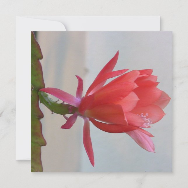 Cartão postal digital (Frente)