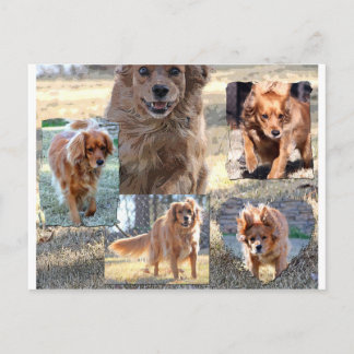 cartão postal dinah