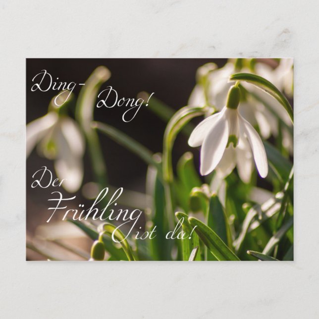 Cartão Postal Ding-Dong! Der Frühling ist da! (Frente)