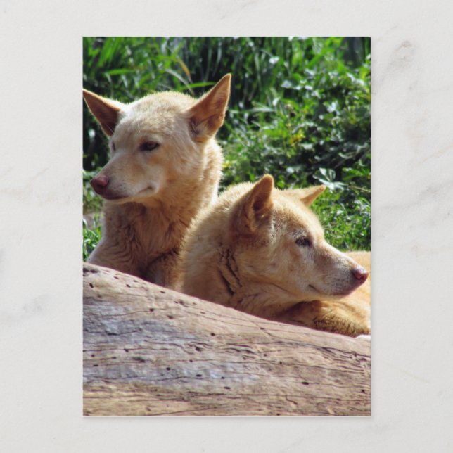 Cartão Postal dingo austrália (Frente)