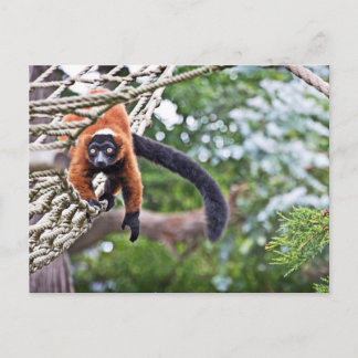 Cartão Postal Dinheiro Na Árvore