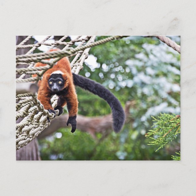 Cartão Postal Dinheiro Na Árvore (Frente)